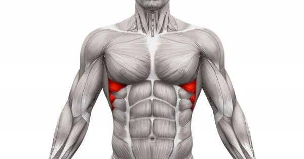 Beitragsbild zum Artikel: Serratus Anterior die edelste Muskelgruppe – Wie trainiere ich sie richtig?