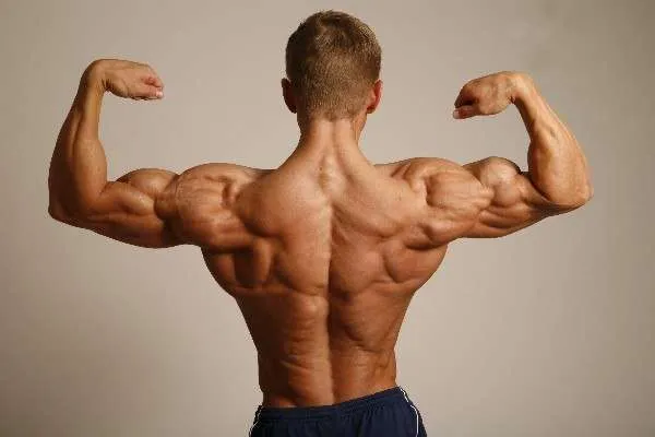 Beitragsbild zum Artikel: Muskelaufbau: Was versteht man eigentlich unter der Proteinbilanz?